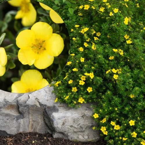 Potentilla fruticosa 'Elizabeth' - Harilik põõsasmaran 'Elizabeth' C2/2L